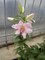 [1815 Bordelon No02.JPG]